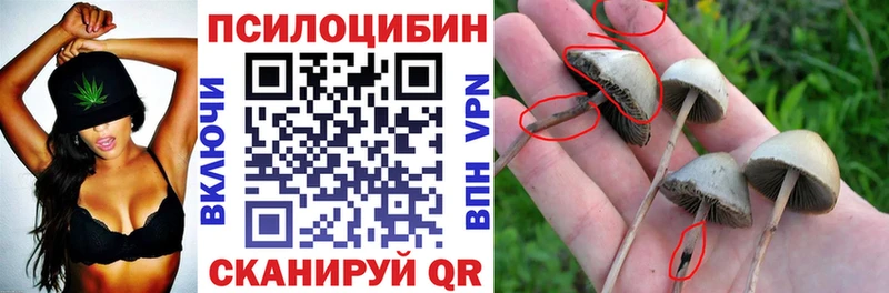 Купить закладки  Сафоново  Псилоцибиновые грибы Cubensis 